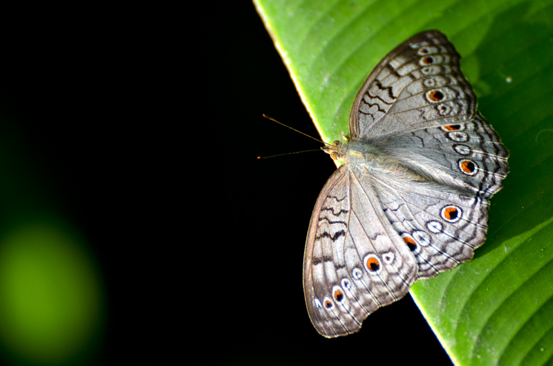 Bali-34.jpg