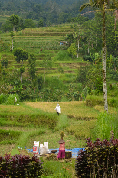 Bali-45.jpg