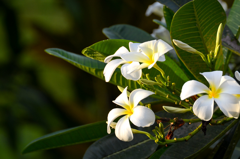 Bali-50.jpg