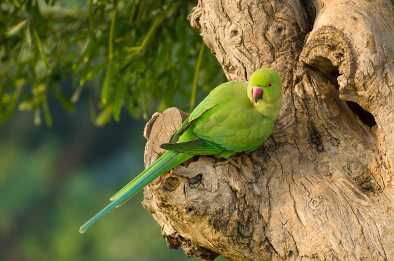 India-56.jpg