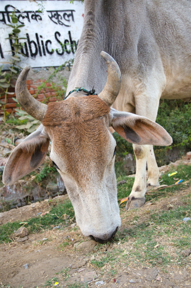 India-65.jpg