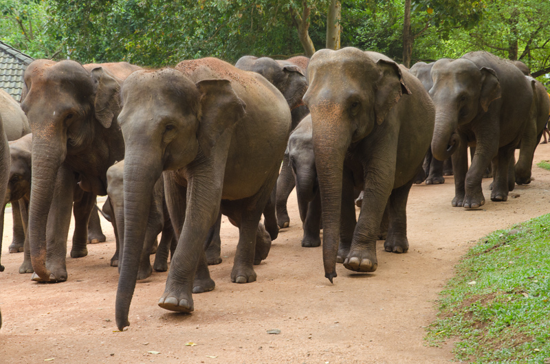 SriLanka-31.jpg