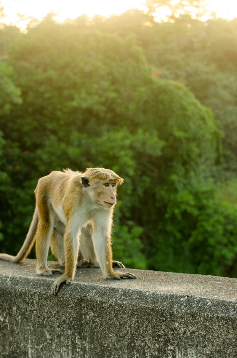 SriLanka-46.jpg