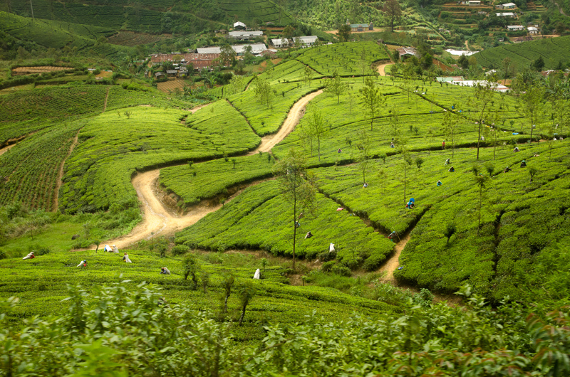SriLanka-58.jpg